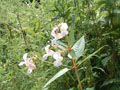 university of limerick - campus flowers.jpg